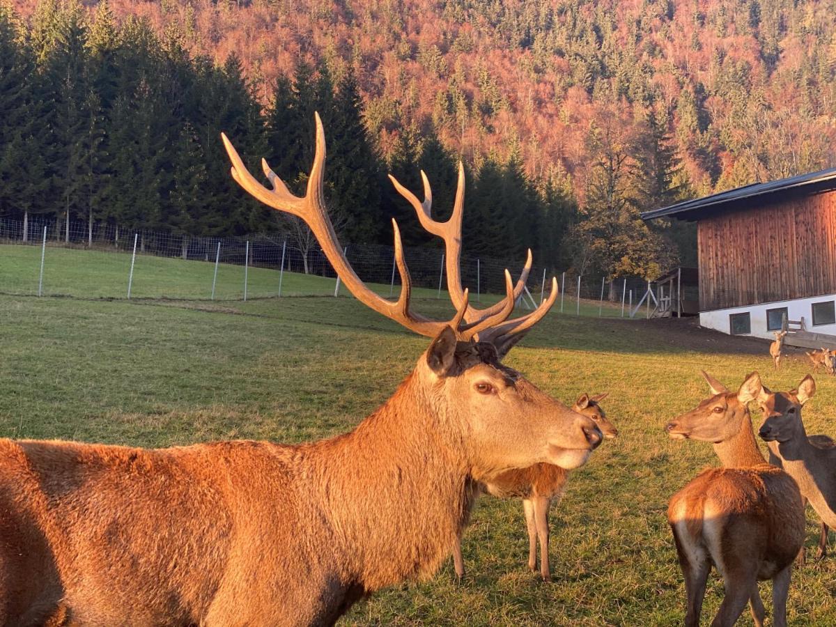 Berghof Haselsberger Hotel St. Johann in Tirol Eksteriør billede