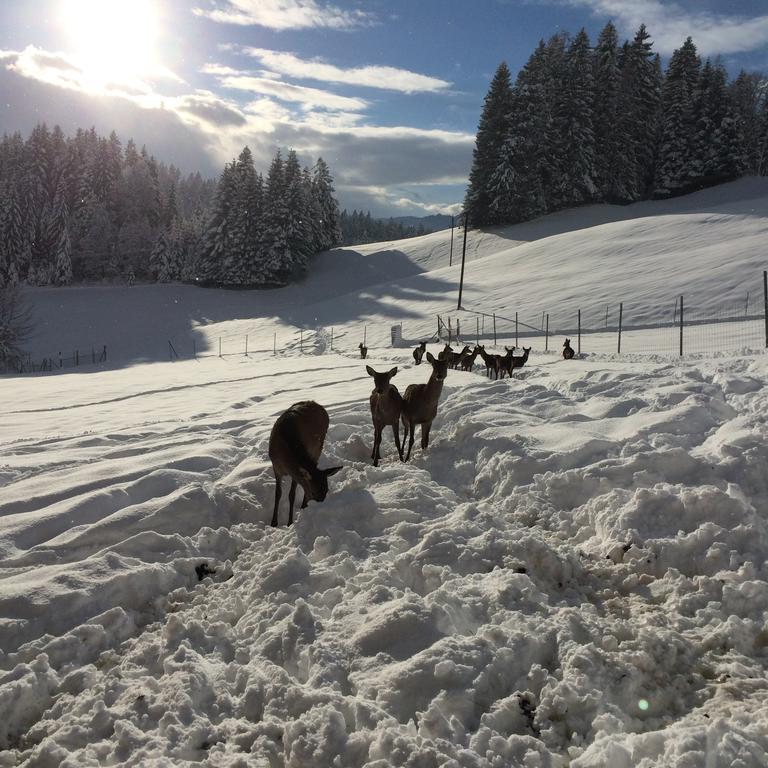 Berghof Haselsberger Hotel St. Johann in Tirol Eksteriør billede