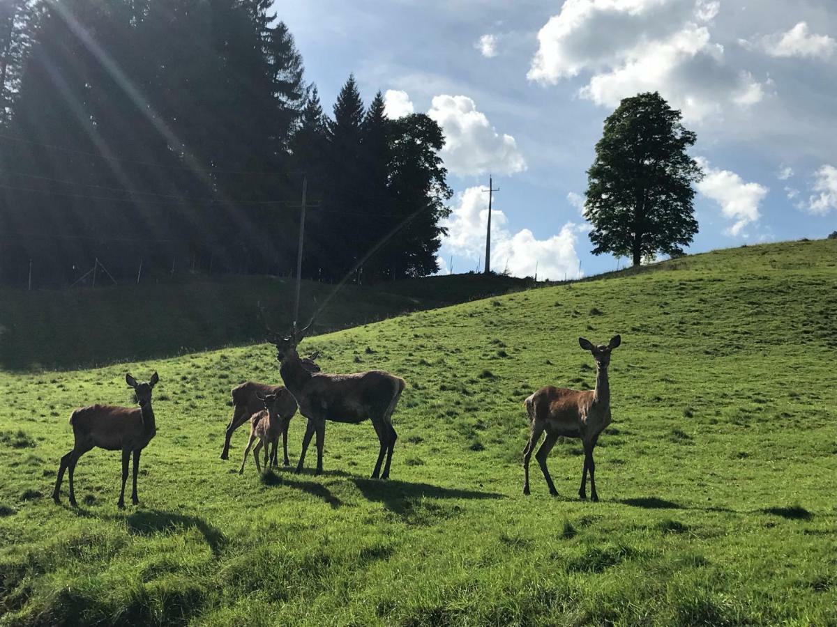 Berghof Haselsberger Hotel St. Johann in Tirol Eksteriør billede